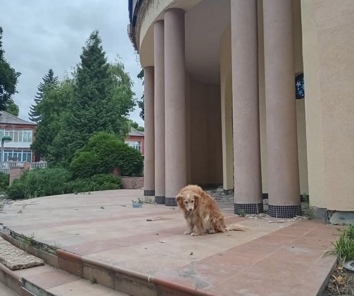 У Рівному шукають дім для місцевого «Хатіко», який роками живе біля ресторану «Спорт»